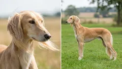 Leaders of Speed: The 7 Fastest Dog Breeds