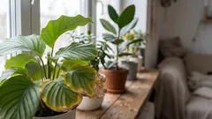 Why Do Plant Leaves Dry Out in Winter Even When You Water Them