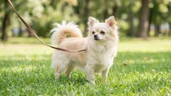 5 Dog Breeds for Women: Personality, Care, and Real Life