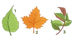 Pick a leaf and discover what it reveals about your personality