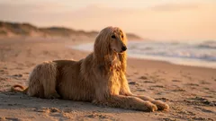 8 High-Maintenance Dog Breeds: Costly in Both Money and Nerves